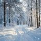 Frosted Forest Parfümöl